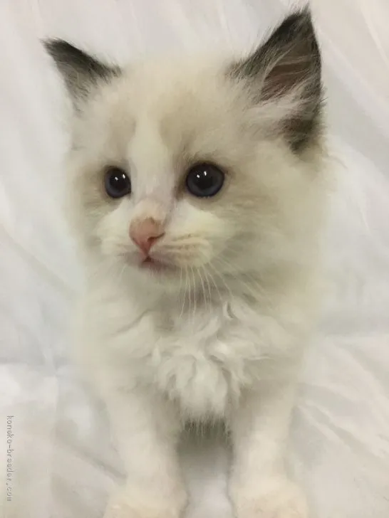 ID：2004-01518の子猫