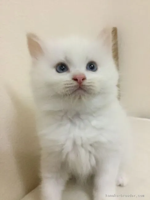 ID：1810-01736の子猫