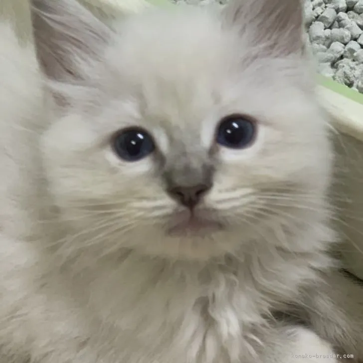 ID：2310-01369の子猫