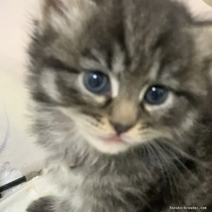 ID：2307-02415の子猫