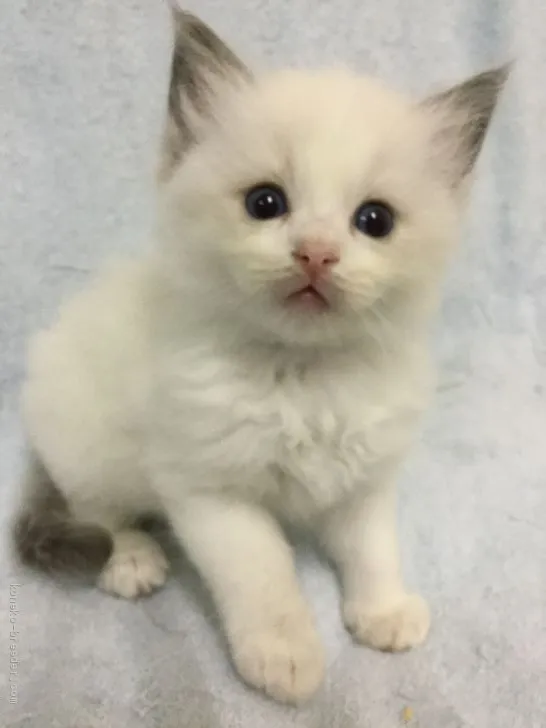 ID：1906-00569の子猫