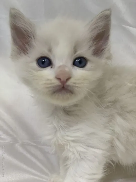 ID:2109-00335の子猫