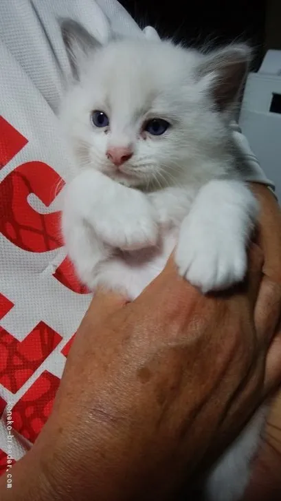 ID：1806-00171の子猫