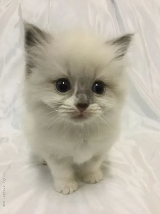 ID:2001-00222の子猫