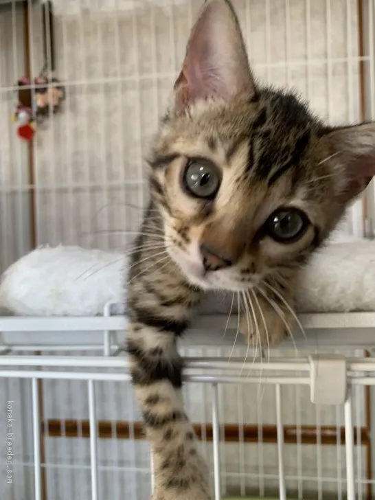 I.I 様のお迎えした子猫