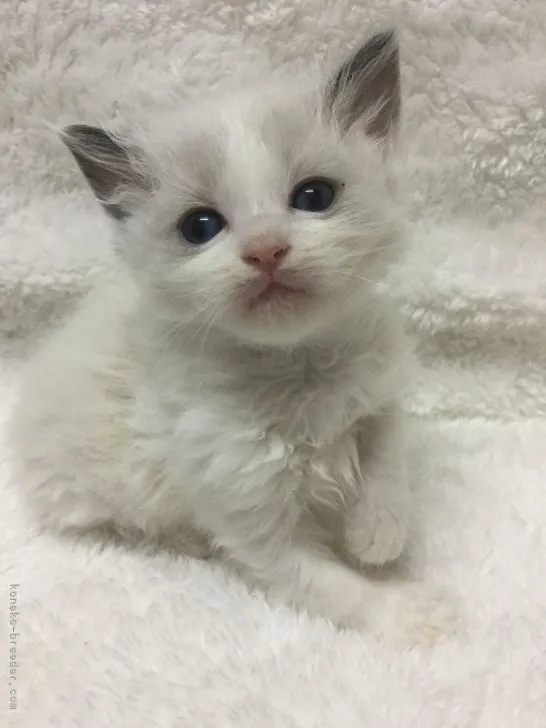 おにゃんこ 様のお迎えした子猫