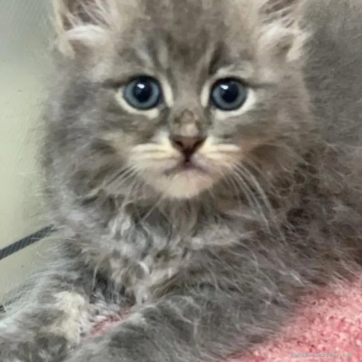 ID:2206-01474の子猫