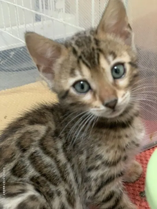 ID:2201-00084の子猫