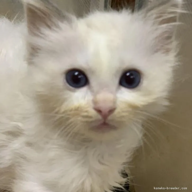 ID:2206-03461の子猫