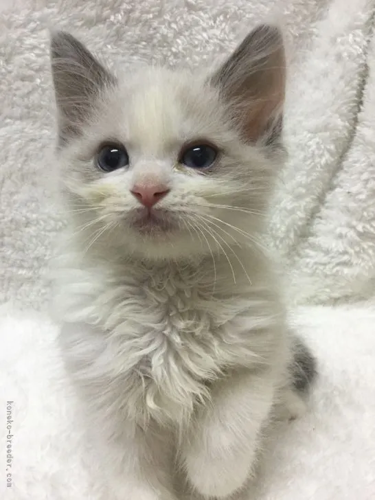 ID:2204-00296の子猫