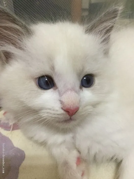 tomo 様のお迎えした子猫