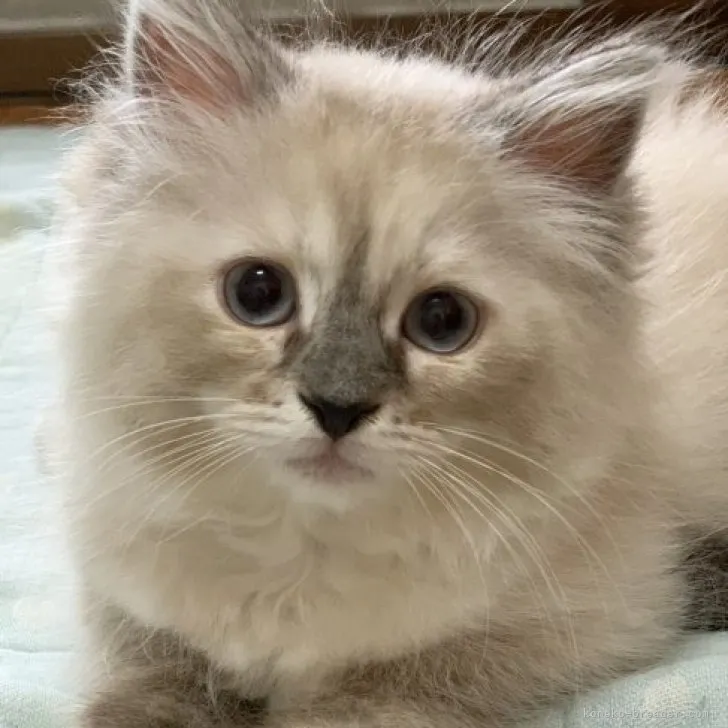 ID:2304-01463の子猫