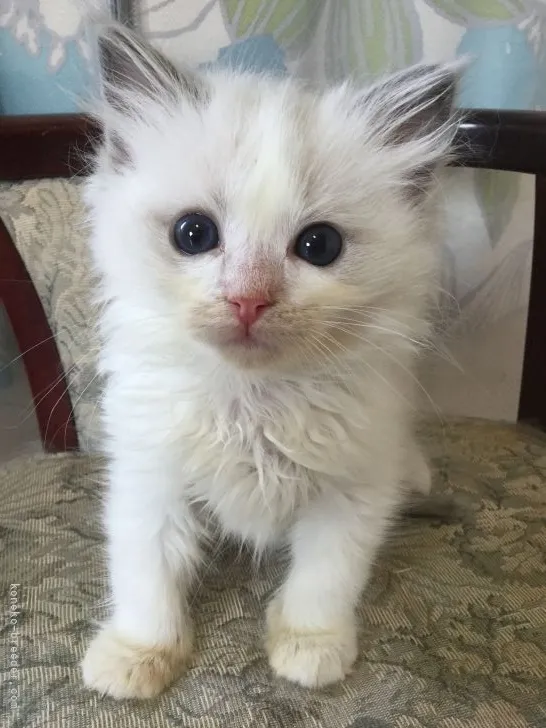 ID:2205-00483の子猫