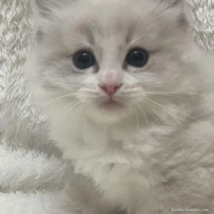 ID:2301-00458の子猫