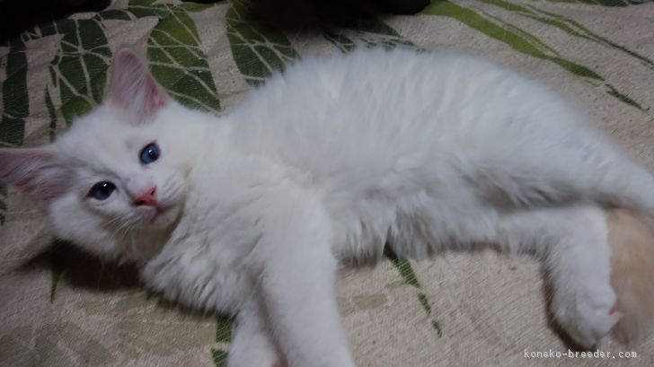 ID:1807-00015の子猫