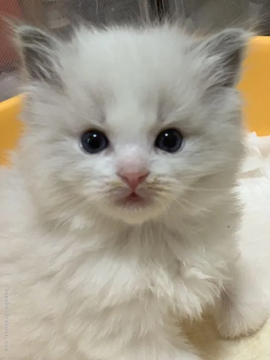 ID:2201-01235の子猫