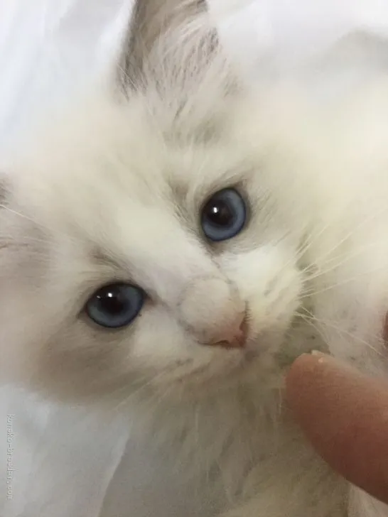 ID：1910-01717の子猫