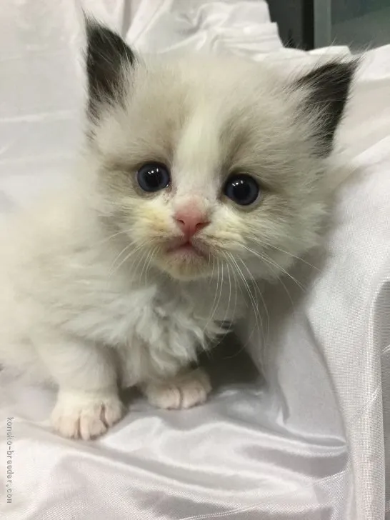 ID：2103-00873の子猫