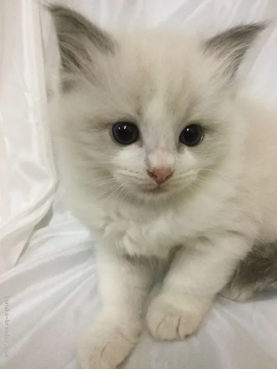 ID:1910-01511の子猫