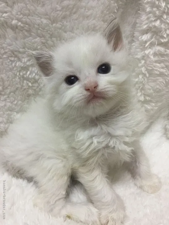 ID:2203-01097の子猫