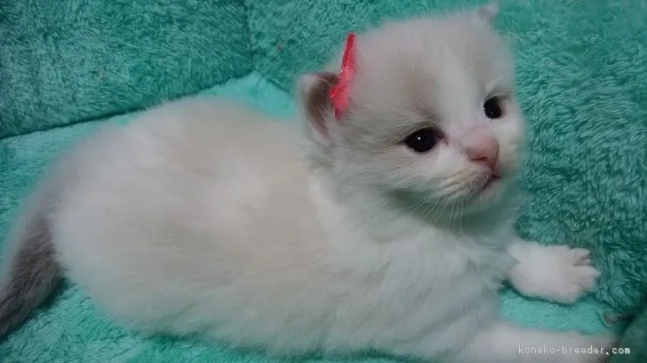 ID：1805-01151の子猫