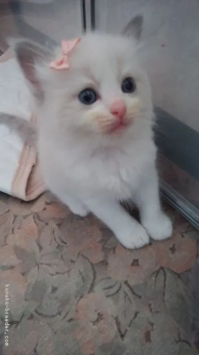 ID：1806-00169の子猫