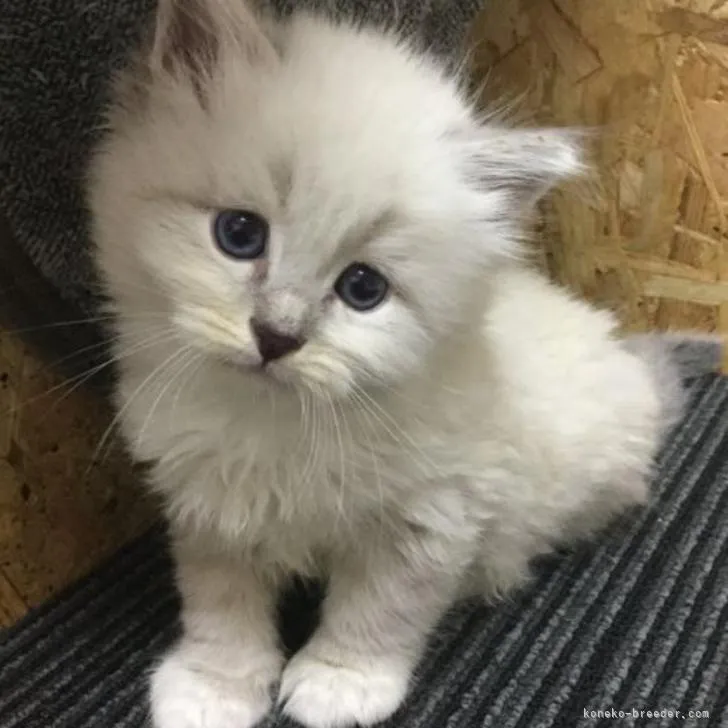 ID:2206-01468の子猫