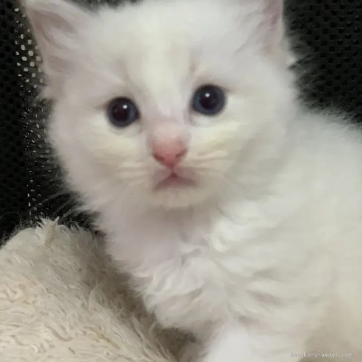 ID:2307-01570の子猫