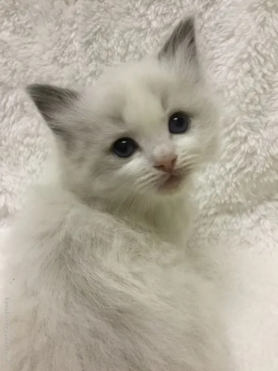 ID:2202-00151の子猫