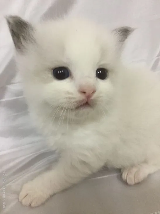 ID:2105-01403の子猫