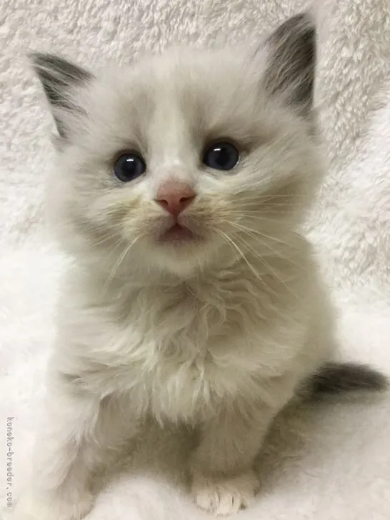 ID:2201-01232の子猫