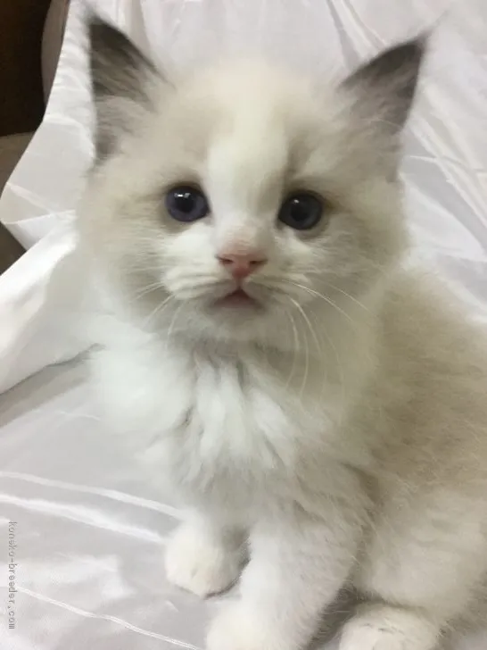 ID：2012-00362の子猫