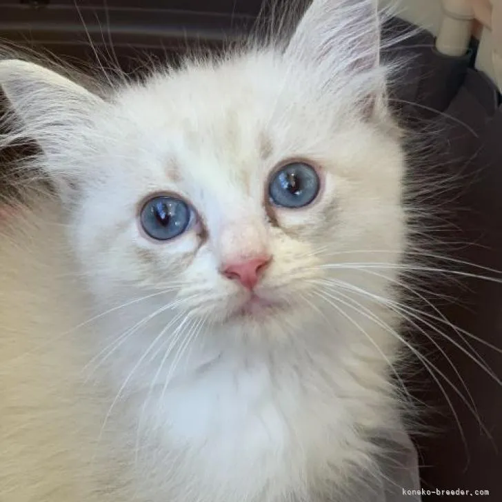 ID：2209-00080の子猫