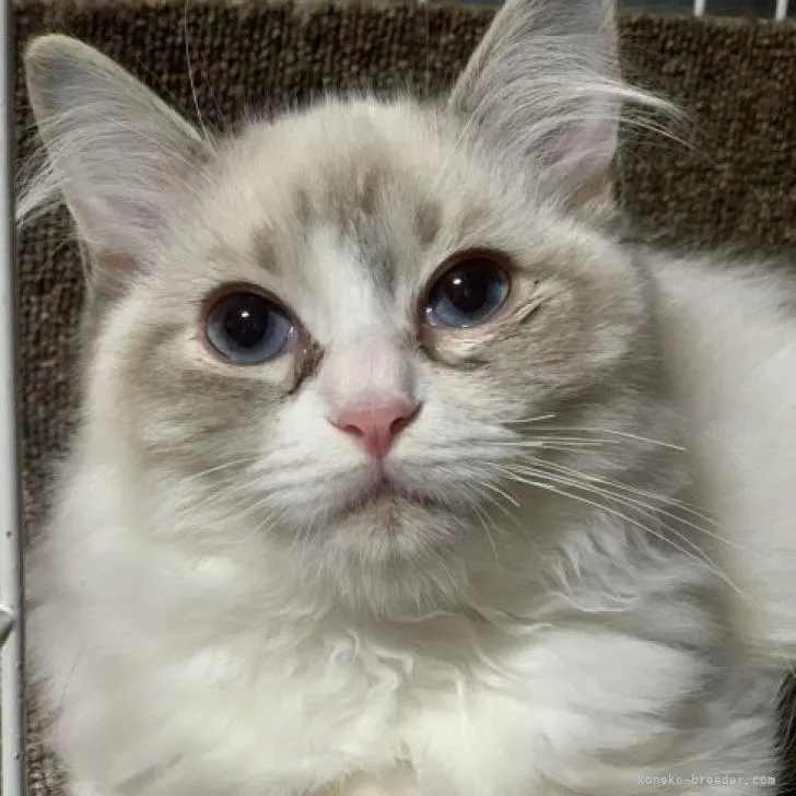 ID:2210-01685の子猫