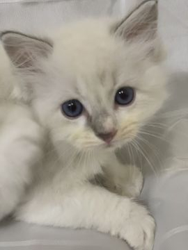 ラグドール【香川県・女の子・2020年10月18日・ブルーリンクスポイントバイカラー】の写真「可愛い女の子、チャンピオンベビー」