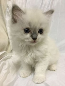ラグドール【香川県・女の子・2019年8月8日・ブルーポイントバイカラー】の写真「可愛い女の子、チャンピオンベビー」
