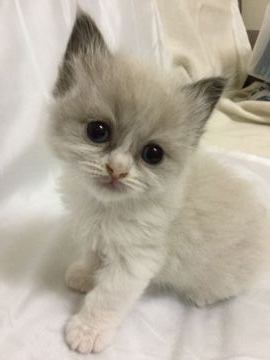 ラグドール【香川県・女の子・2019年9月6日・シールポイントバイカラー】の写真「可愛い女の子、チャンピオンベビー」