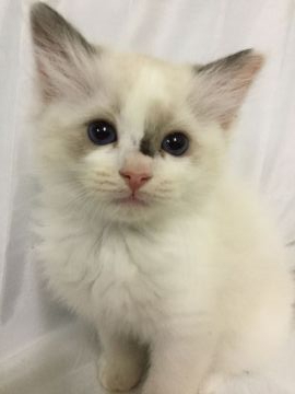 ラグドール【香川県・女の子・2019年8月8日・シールポイントバイカラー】の写真「可愛い女の子、チャンピオンベビー」