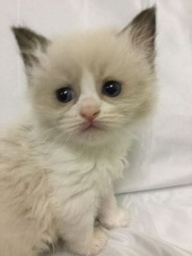 ラグドール【香川県・女の子・2019年9月6日・シールポイントバイカラー】の写真「可愛い女の子、チャンピオンベビー」