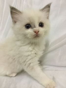 ラグドール【香川県・男の子・2019年8月8日・ブルーポイントバイカラー】の写真「可愛い男の子、チャンピオンベビー」