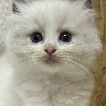 ラグドール【香川県・女の子・2024年5月24日・ブルーポイントバイカラー】の写真「甘えん坊さんで、元気な女の子」