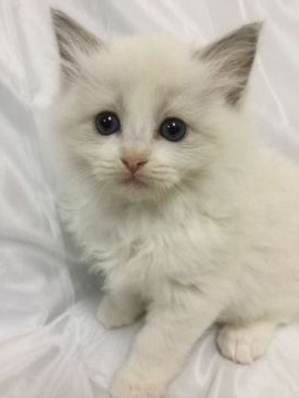 ラグドール【香川県・女の子・2019年9月8日・ブルーポイントバイカラー】の写真「可愛い女の子、チャンピオンベビー」