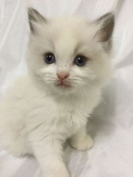 ラグドール【香川県・男の子・2019年9月8日・ブルーポイントバイカラー】の写真「可愛い男の子、チャンピオンベビー」