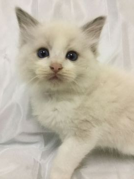 ラグドール【香川県・男の子・2019年9月8日・ブルーポイントバイカラー】の写真「可愛い男の子、チャンピオンベビー」
