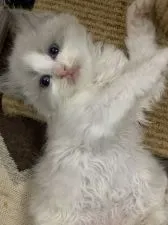 ラグドール【香川県・女の子・2022年2月6日・ブルーポイントバイカラー】の写真2