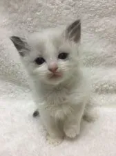 ラグドール【香川県・女の子・2022年2月6日・ブルーポイントバイカラー】の写真3