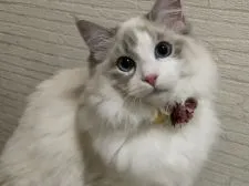 ラグドール【香川県・女の子・2022年2月6日・ブルーポイントバイカラー】の写真5「ママです。ブルーリンクスポイントバイカラー」