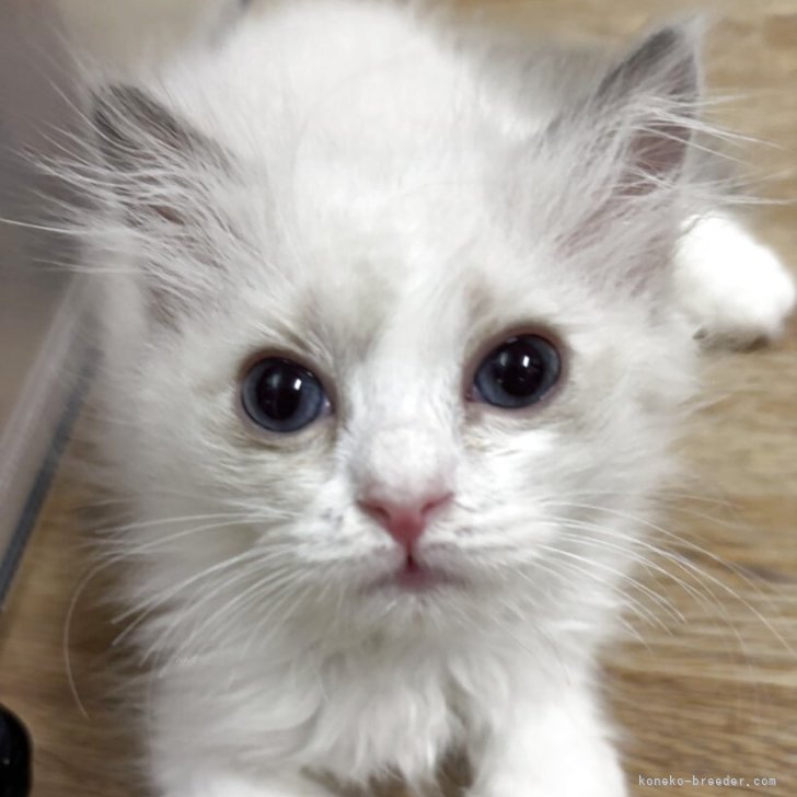 【カラーと香りが選べる】優しい癒しねこちゃん【オーダーページ】@1250円+送料 カラーと香りが選べる】優しい癒しねこちゃん【オーダーページ