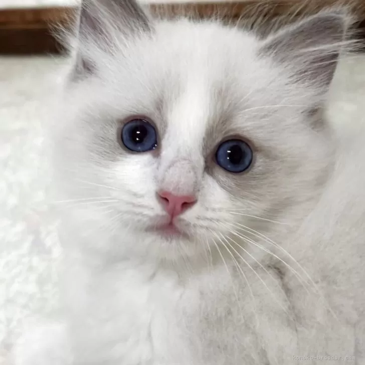 ID:2507-01441の子猫