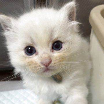 ラグドール【香川県・女の子・2025年11月6日・ブルーリンクスポイントバイカラー】の写真「可愛い女の子、チャンピオンベビー」